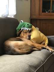 cute pupper wearing crocodile hoodie